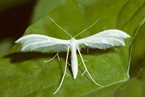 Softness Prints: plume moths (Pterophoridae), Germany