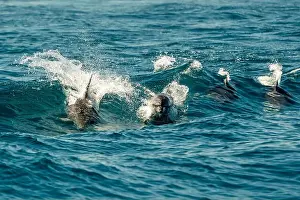 Flipper Prints: A pod of bottlenose dolphins jumping in sea waves of ligurian mediterranean sea