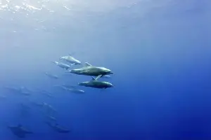 Marine Mammals Prints: Pod of Bottlenose Dolphins (Tursiops truncatus) under water in the blue