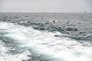 Shimmering Prints: Pod Of Dolphins Splash In Ferry Boat Wake in the Santa Barbara channel