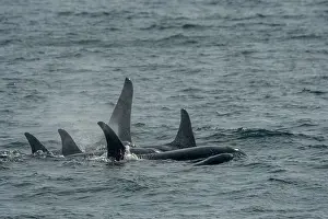 Whale Prints: A pod of Killer whales or orcas (Orcinus orca) is swimming in Chatham Strait, Alaska, USA