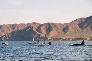 Cetacean Prints: A pod of Killer Whales (Orcinus orca) near tourist boats in the Sea of Cortez, Mexico