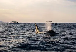 Cetacean Prints: A pod of Killer Whales (Orcinus orca) near tourist boats in the Sea of Cortez, Mexico