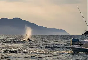 Cetacean Prints: A pod of Killer Whales (Orcinus orca) near tourist boats in the Sea of Cortez, Mexico