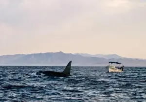 Cetacean Prints: A pod of Killer Whales (Orcinus orca) near tourist boats in the Sea of Cortez, Mexico