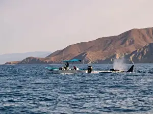 Cetacean Prints: A pod of Killer Whales (Orcinus orca) near tourist boats in the Sea of Cortez, Mexico