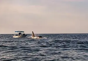 Cetacean Prints: A pod of Killer Whales (Orcinus orca) near tourist boats in the Sea of Cortez, Mexico