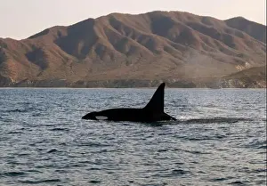 Cetacean Prints: A pod of Killer Whales (Orcinus orca) near tourist boats in the Sea of Cortez, Mexico