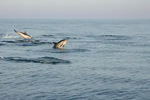 Calm Sea Prints: A pod of short-beaked common dolphins