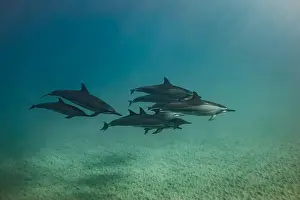 Sunrays Prints: A pod of spinner dolphin with a few juveniles swim together near the sandy