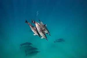 Sunrays Prints: A pod of spinner dolphin pass by near the sandy