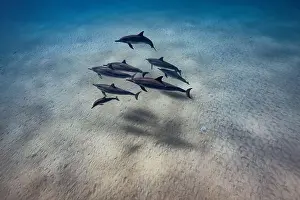Clear Weather Prints: A pod of Spinner Dolphins with calf swim by in the clear waters of Hawai'i
