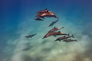 Clear Weather Prints: A pod of Spinner Dolphins with calf swim by in the clear waters of Hawai'i