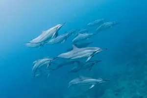 Group Of Animals Prints: Pod of spinner dolphins (Stenella longirostris) swimming along the reef, Mauritius