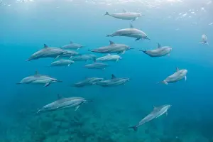 Group Of Animals Prints: Pod of spinner dolphins (Stenella longirostris) swimming along the reef, Mauritius