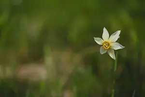 Fragility Prints: Poet's narcissus, daffodil in the wild. White rare wildflower in nature