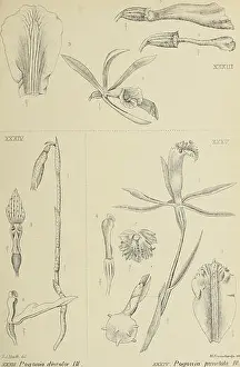 Pogwm crispata Bl
