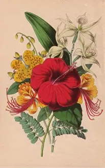 Poinciana, Chinese hypericum, crimson hibiscus and epidendrum orchid