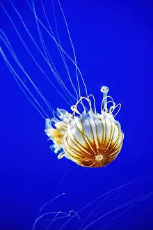 Stinging Prints: Point Defiance Zoo & Aquarium, Tacoma