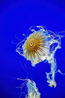Stinging Prints: Point Defiance Zoo & Aquarium, Tacoma