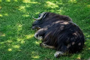 Reclining Prints: Point Defiance Zoo & Aquarium, Tacoma