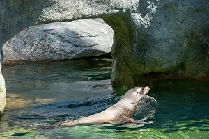 Sea Lion Prints: Point Defiance Zoo & Aquarium, Tacoma, Washington, USA. Sea Lion swimming