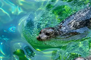 Harbor Seal Prints: Point Defiance Zoo & Aquarium, Tacoma, Washington, USA. Harbor seal swimming
