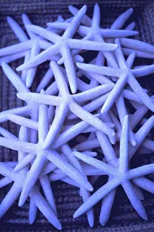 Starfish Prints: Five point star fish in blue light for sale in Seaside Florida