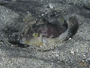 Camouflages Prints: A pointed pufferfish (Canthigaster rostrata) lies camouflaged on the sandy seabed at night