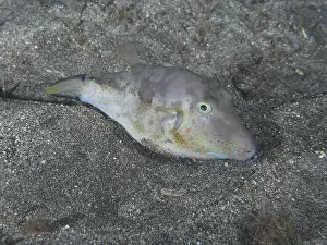 Camouflages Prints: A pointed pufferfish (Canthigaster rostrata) rests camouflaged on the sandy bottom