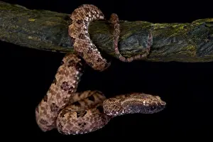 Ambush Predator Prints: Pointed-Scaled Pit Viper, Protobothrops mucrosquamatus
