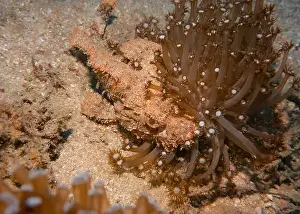Scorpion Fish Prints: Poisonous scorpion fish among soft corals at the bottom of the Gulf of Oman in Fujairah