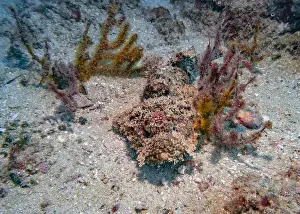 Scorpion Fish Prints: Poisonous scorpion fish among soft corals at the bottom of the Gulf of Oman in Fujairah