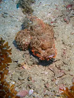 Scorpion Fish Prints: Poisonous scorpion fish at the bottom of the Gulf of Oman in Fujairah