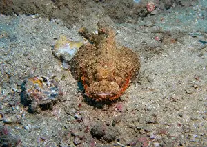 Scorpion Fish Prints: Poisonous scorpion fish at the bottom of the Gulf of Oman in Fujairah