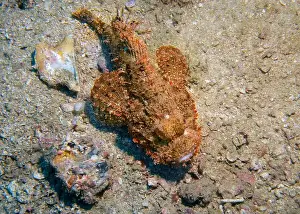 Scorpion Fish Prints: Poisonous scorpion fish at the bottom of the Gulf of Oman in Fujairah