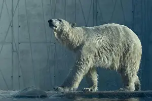 Aviary Prints: Polar bear close-up at the zoo. A female polar bear walking in the zoo aviary