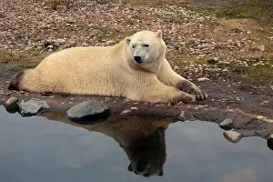 White Bear Prints: Polar bear close-up at the zoo. A large male polar bear