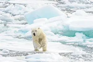 Polar bear cub jumping from one piece of sea ice to another