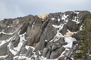 Ursus Maritimus Prints: Two polar bear cubs take shelter from high winds while the female bear watches from above on the rocky shore of