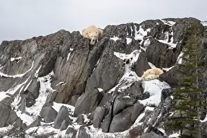 Ursus Maritimus Prints: Two polar bear cubs take shelter from high winds while the female bear watches from above on the rocky shore of