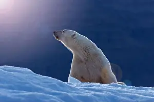 Floe Prints: Polar bear in early morning sunlight