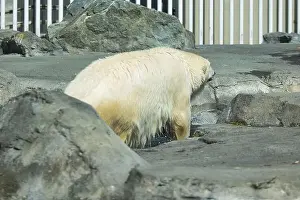 Caged Prints: Polar bear getting out of the water on a spring day at the Anchorage Zoo in Alaska