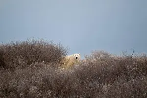Ursus Maritimus Prints: A polar bear on top of a hillside just outside of Churchill, Manitoba, in October