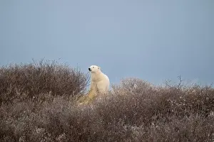 Ursus Maritimus Prints: A polar bear on top of a hillside just outside of Churchill, Manitoba, in October