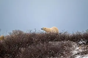 Ursus Maritimus Prints: A polar bear on top of a hillside just outside of Churchill, Manitoba, in October