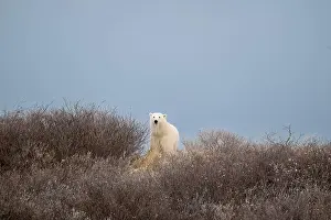 Ursus Maritimus Prints: A polar bear on top of a hillside just outside of Churchill, Manitoba, in October