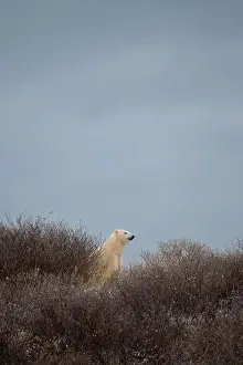 Ursus Maritimus Prints: A polar bear on top of a hillside just outside of Churchill, Manitoba, in October