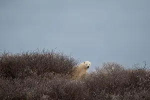 Ursus Maritimus Prints: A polar bear on top of a hillside just outside of Churchill, Manitoba, in October