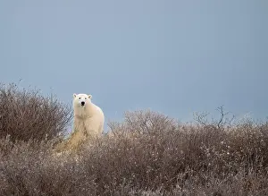 Ursus Maritimus Prints: A polar bear on top of a hillside just outside of Churchill, Manitoba, in October